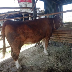 sapi-simental