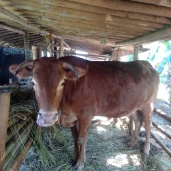 sapi-limosin