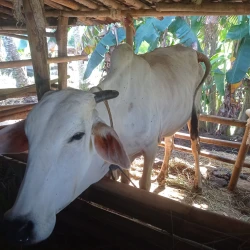 sapi-po-peranakan-ongole-penggemukan-bumdes-sela-mas